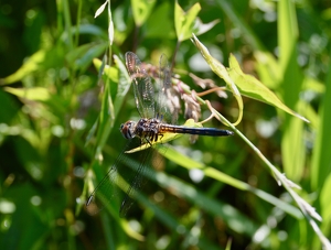 The Dragon Fly that stayed still - Photo by Cheryl Picard