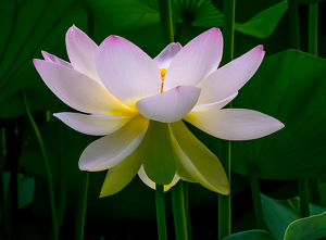 The Glow of a Lotus - Photo by Libby Lord