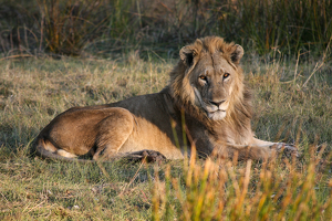 The Lazy King - Photo by Eric Wolfe