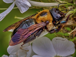 The Pollinator - Photo by Frank Zaremba, MNEC