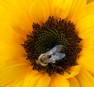 The Pollinator - Photo by Linda Fickinger