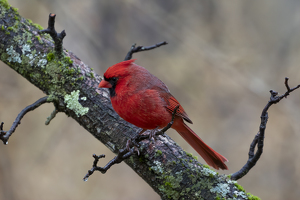 The Redbird - Photo by Elaine Ingraham