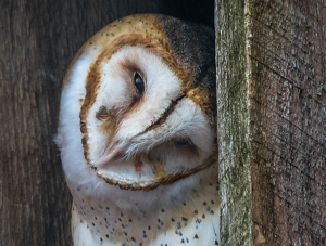 The Sweetness of a Barn Owl - Photo by Libby Lord