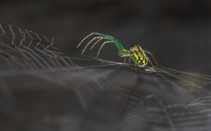 The Web Inspector - Photo by Karin Lessard