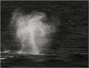 The Whale's Sigh - Photo by Susan Case