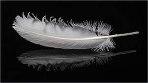 The White Feather - Photo by Karin Lessard