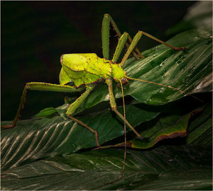 Thorny Stick Bug - Photo by John Straub