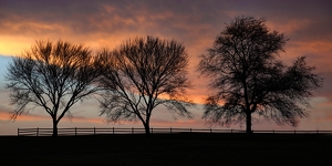 Three Trees At Sunset - Photo by Bill Latournes