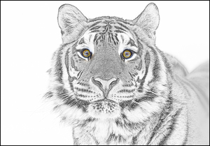 Tiger Portrait - Photo by Danielle D'Ermo