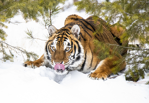 Tiger ready to pounce - Photo by Danielle D'Ermo