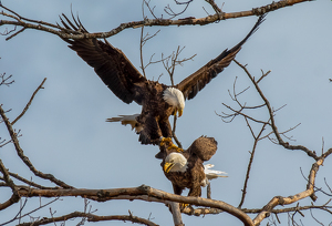 Time to make the Eagles - Photo by Libby Lord