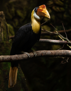 Toucan - Photo by Grace Yoder