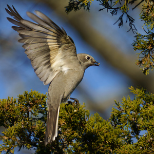 Class A 1st: Townsend's Solitaire at Hammo by Jeff Levesque
