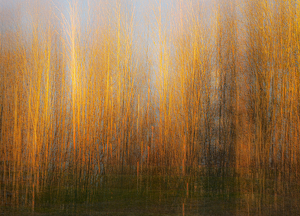 Class A 1st: Trees in golden hour by Richard Provost