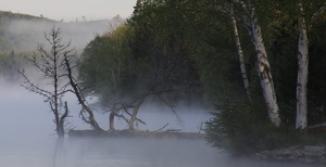 Trees In The Fog - Photo by Bill Latournes