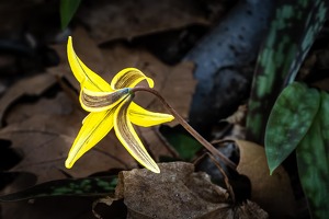 Trout Lily - Photo by Mark Tegtmeier