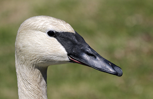 Salon HM: Trumpeter Swan by Bruce Metzger