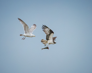 Class B HM: Trying to Steal from an Osprey by Lorraine Cosgrove