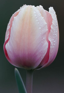 Tulip and Morning Dew - Photo by Kevin Hulse