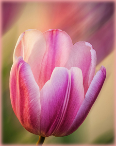 Class A 1st: Tulip Petals by Dolf Fusco
