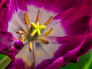 Tulip - Photo by Frank Zaremba, MNEC