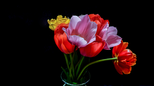 Tulips in Bloom - Photo by Jim Patrina