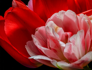 Tulips - Photo by Jim Patrina