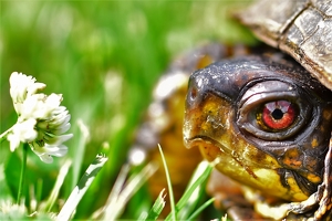 Turtle ponders a clover - Photo by Nick Bennett