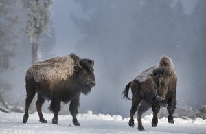 Two Bison on the The Run - Photo by Danielle D'Ermo