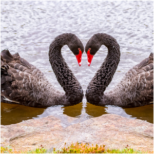 Two Black Swans - Photo by Frank Zaremba, MNEC