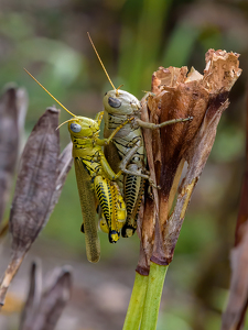 Salon 1st: Two Stripped Grasshopper Matting by Frank Zaremba, MNEC