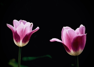 Two Tulips - Photo by Quyen Phan
