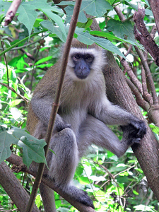 Vervet Monkey In Tree - Photo by Louis Arthur Norton