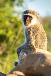 Vervet Monkey - Photo by Nancy Schumann