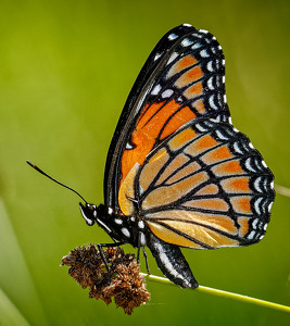 Viceroy - Photo by John McGarry