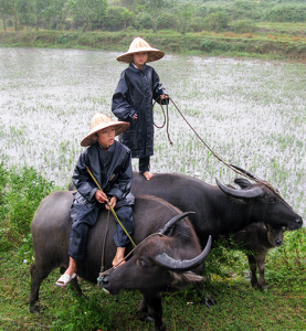 Vietnamese Boys And Water Buffaloes - Photo by Louis Arthur Norton