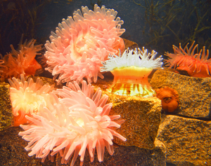 Voracious Sea Anemones - Photo by Louis Arthur Norton