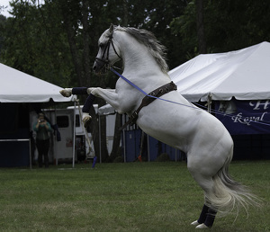 War Horse - Photo by Nancy Schumann