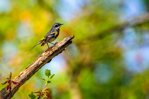 Warbler on a bark - Photo by Aadarsh Gopalakrishna