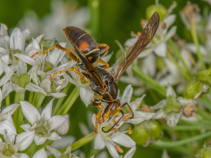 Wasp - Photo by Frank Zaremba, MNEC