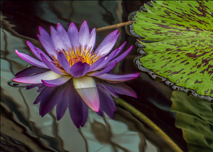 Salon 2nd: Water Lily by Susan Porier