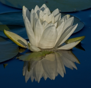 Water Lily - Photo by Bill Latournes