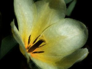 Watercolor Tulip - Photo by Alene Galin