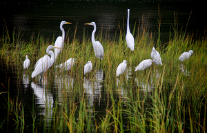 Salon HM: We can get along why can't you Snowy and Great Egrets by Richard Busch
