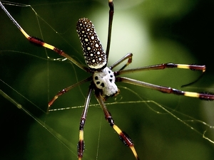 Weaving spider, come not here - Photo by Quyen Phan