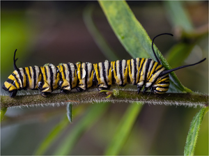 Wet Caterpillar - Photo by Karin Lessard