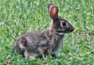 What's up wabbit - Photo by Harold Grimes