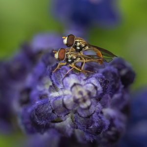 Where Little Flower Flies Come From - Photo by Karin Lessard