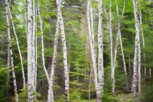 White  Birches - Photo by Lorraine Cosgrove