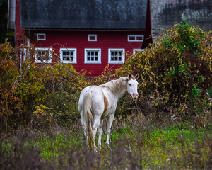 White Horse and Red Barn - Photo by Libby Lord